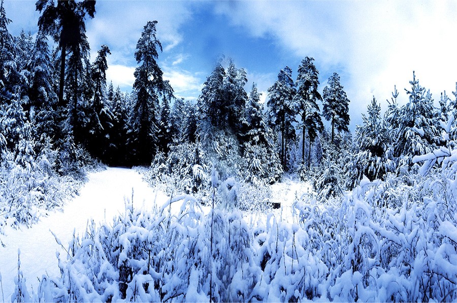 Changbaishan snow-blanketed forests